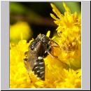 Oxybelus uniglumis - Weissfleckige Fliegenspiesswespe 04 7mm - Sandgrube Niedringhaussee.jpg